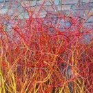 1Pcs Cutting Live Plant Cuttings No Roots Scarlet Curls Corkscrew Willow Tree