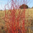 Cuttings No Roots Scarlet Curls Corkscrew Willow Tree 2Pcs Cutting Live Plant