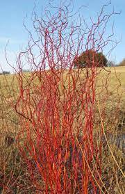 Cuttings No Roots Scarlet Curls Corkscrew Willow Tree 2Pcs Cutting Live Plant