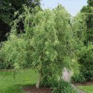 Live Plant Cuttings No Roots Scarlet Curls Corkscrew Willow Tree 4Pcs Cutting