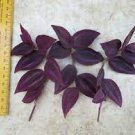 Tradescantia Houseplants Live Plants Zebrina Burgundy Black Red 2 Cuttings Red Gem Dark Desire