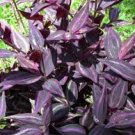 Burgundy Tradescantia  Black Red 5 Cuttings Red Gem Dark Desire Houseplants Live Plants Zebrina