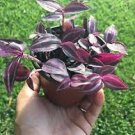Burgundy Tradescantia  Black Red 10 Cuttings Red Gem Dark Desire Houseplants Live Plants Zebrina