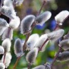 Gray Pussy Willow 1 Cutting Salix discolor Live Plant Cuttings No Roots Rare Fast Growing Plants