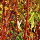 Salix discolor Live Plant 1 Cuttings No Roots Rare Fast Growing Plants Gray Pussy Willow