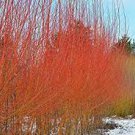 2 Cuttings No Roots Rare Fast Growing Plants Salix discolor Live Plant Gray Pussy Willow