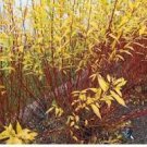 Live Plant Gray Pussy Willow 3Cutting No Roots Rare Fast Growing Plants Salix discolor