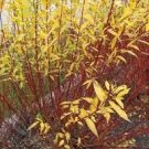 Rare Fast Growing Plants Salix Discolor Live Plant Gray Pussy Willow 4Cutting No Roots