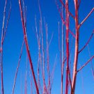 Live Plant Gray Pussy Willow 10Cutting No Roots Rare Fast Growing Plants Salix Discolor