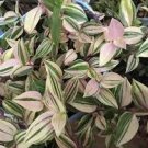 1Pcs White Tradescantia Stripe albiflora variegata Houseplants Live Plant