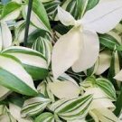 Albiflora variegata Houseplants Live Plant 2Pcs White Tradescantia Stripe