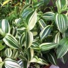 Houseplants Live Plant 4Pcs White Tradescantia Stripe Albiflora Variegata