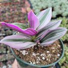 1Pcs Clearance Pink Tradescantia Houseplants Live Plant