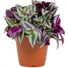 Pink Tradescantia Houseplants Live Plant 2Pcs Clearance