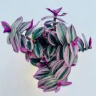 Houseplants Live Plant 4Pcs Clearance Pink Tradescantia