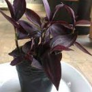 1Pcs Black Tradescantia "Dark Desire" Wandering Jew Red Gem Burgundy Zebrina Live Plant