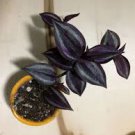 Wandering Jew Red Gem Burgundy Zebrina Live Plant 2Pcs Black Tradescantia "Dark Desire"