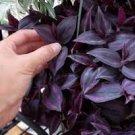 Zebrina Live Plant 4Pcs Black Tradescantia "Dark Desire" Wandering Jew Red Gem Burgundy