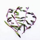 1Pcs Ruby Necklace Plant Houseplants Live Plant Fast Growing Plants Succulents