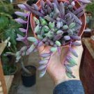 Succulents 2Pcs Ruby Necklace Plant Houseplants Live Plant Fast Growing Plants
