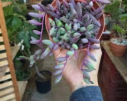 Succulents 2Pcs Ruby Necklace Plant Houseplants Live Plant Fast Growing Plants