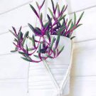 Houseplants Live Plant Fast Growing Plants Succulents 4Pcs Ruby Necklace Plant