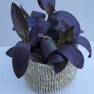 1Pcs Spiderwort Purple Passion Tradescantia Houseplants Live Plant