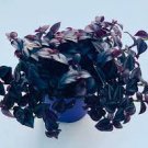 Tradescantia Houseplants Live Plant 2Pcs Spiderwort Purple Passion