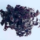 Spiderwort Purple Passion Tradescantia Houseplants Live Plant 4Pcs