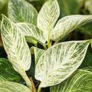 1Pcs White Philodendron Berkins Houseplants Live Plant