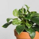 Berkins Houseplants Live Plant 2Pcs White Philodendron Indoor Outdoor
