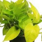 1Pcs Neon Houseplants Live Plant Rare Fast Growing Plants for Home Decor House Plants
