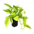 Live Plant Rare Fast Growing Plants for Home Decor House Plants 2Pcs Neon Houseplants