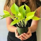 Plants 4Pcs Neon Live Plant Rare Fast Growing Plants for Home Decor Houseplants