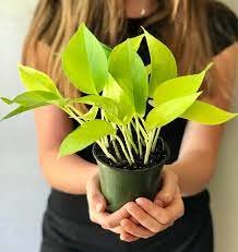 Plants 4Pcs Neon Live Plant Rare Fast Growing Plants for Home Decor Houseplants