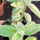 1Pcs Fuzzy Leaf Trasdencantia Sillamontana Variegated Live Plants Fast Growing Plants