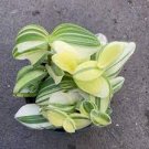Sillamontana Variegated Live Plants Fast Growing Plants 2Pcs Fuzzy Leaf Trasdencantia