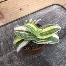 Live Plants Fast Growing Plants 4Pcs Fuzzy Sillamontana Variegated Leaf Trasdencantia