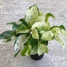 Live Plant in Indoor Or Outdoor 2 Pearls and Jade Pothos Houseplants