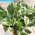 Pearls and Jade Pothos Houseplants Live Plant in Indoor Or Outdoor 4Pcs