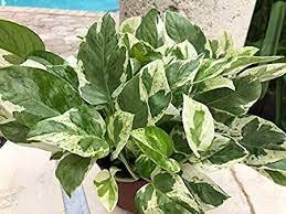 Pearls and Jade Pothos Houseplants Live Plant in Indoor Or Outdoor 4Pcs