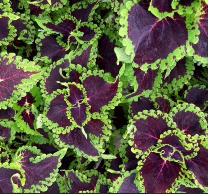 1 Purple Lime Coleus Houseplants Live Plant Fast Growing Plants Modern