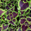 1 Purple Lime Coleus Houseplants Live Plant Fast Growing Plants Modern
