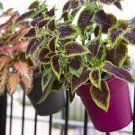 Coleus Houseplants Live Plant Fast Growing Plants Modern 4 Purple Lime