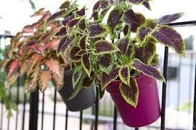 Coleus Houseplants Live Plant Fast Growing Plants Modern 4 Purple Lime