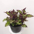 1Pcs Live Plant Rodeo Drive Coleus Houseplants Fast Growing Plants Modern