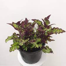 1Pcs Live Plant Rodeo Drive Coleus Houseplants Fast Growing Plants Modern