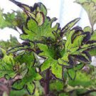 Plants Modern 4Pcs Live Plant Rodeo Drive Coleus Houseplants Fast Growing