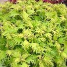 Coleus Houseplants Fast Growing Plants Modern 2Pcs Live Plant Gold Anemone