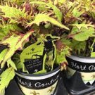 Gold Anemone Coleus Houseplants Fast Growing Plants Modern 4Pcs Live Plant
